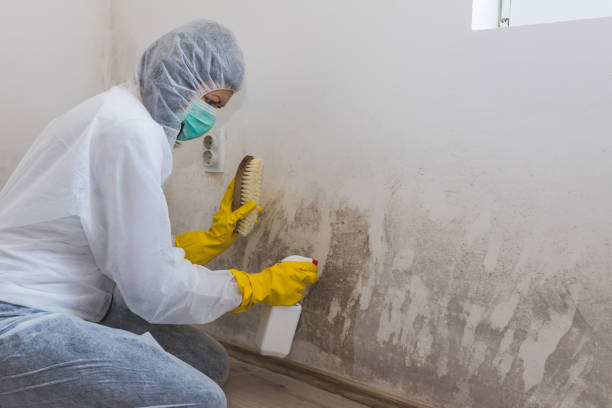 Best Black Mold Removal  in Spry, PA