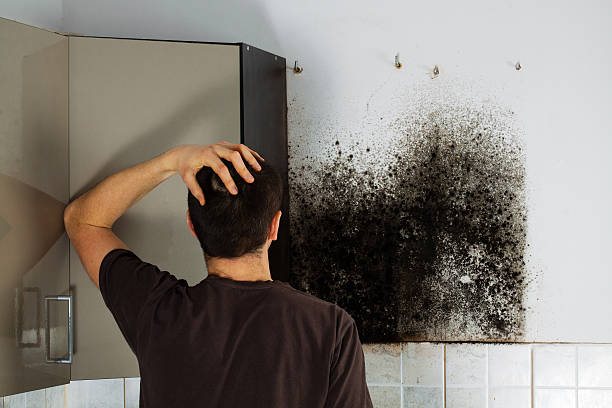 Best Commercial Mold Removal  in Spry, PA